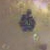 Smythite