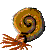 ammonite cephalopod