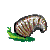 snail